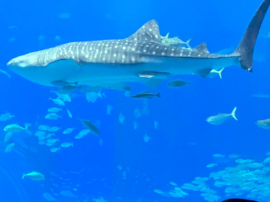 Okmanm3fh's profile picture. 