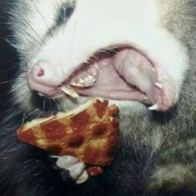 GRANDTHEFTANJA's profile picture. WHERE THE FUCK IS YOUR BOY TONIGHT!