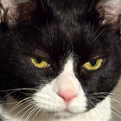 pinpinlulu's profile picture. 핑핑(2010.10.12~2021.6.6) 루루(2011년생, 2012.7.8 입양) 아이허브추천코드 RGF147 / 개인소장O 재업로드X / 멘션과 DM에 전부 답해드리지 못합니다