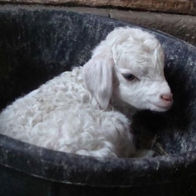 seintlaurent's profile picture. 