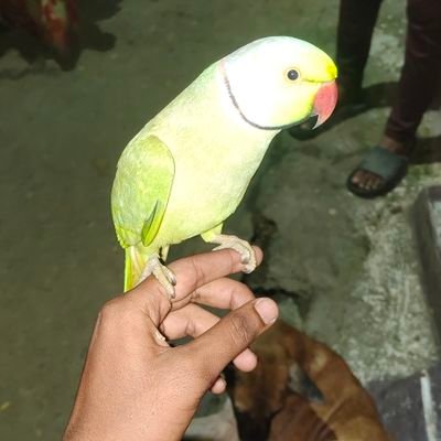 VoiceuLr0j's profile picture. 