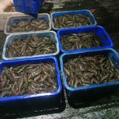 DgJamaluddin's profile picture. ♑🐉