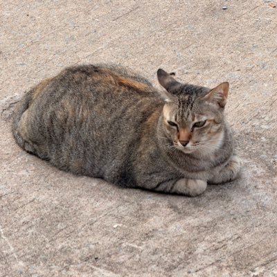 BangkrwyN's profile picture. 