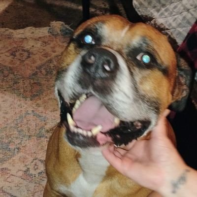 nicci_eddy's profile picture. Wife, Momma, Dog Mom, RECOVERED addict, child of God❤️ Biblical truth and doing my best to share the love of Jesus Christ 🙏🇺🇸