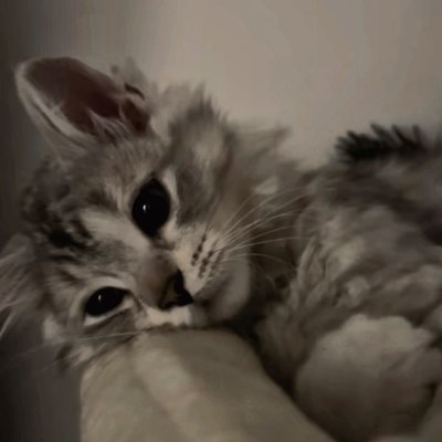 kyancat1's profile picture. @sidewayz_o7 @casbinn