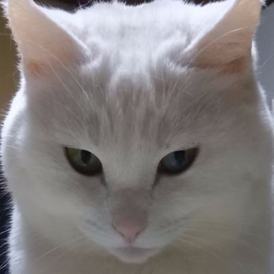 ru_garisaba's profile picture. 我社保