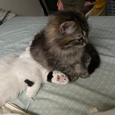 dorammimi's profile picture. たこぴーかドラミ ポケカとグラブルとガンスト ガンダム ゲーム垢