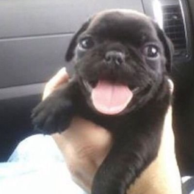 sophsscp's profile picture. afffff