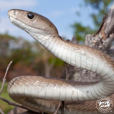 OnlyFangs254's profile picture. For Snakes and Snakes only. Often misunderstood but very intelligent creatures.