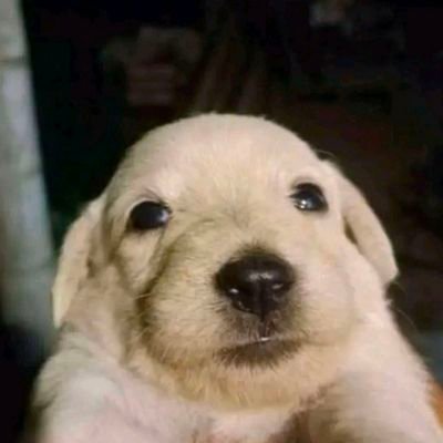 JosueSantiani's profile picture. \(°-°)/