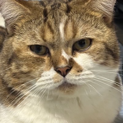 pitsorrr's profile picture. 