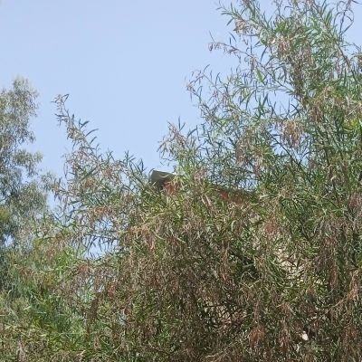 JaberMesme18648's profile picture. Jaber  🇵🇸❤️🍉🙏✌️ Palestinian 🇵🇸 from Gaza, I have a big family to take care of them 🇵🇸❤️🍉🙏✌️