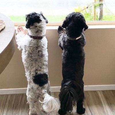 Scodgeroo's profile picture. Fear God, love coffee, repeat ☕ #RepTheHalo #Doglover