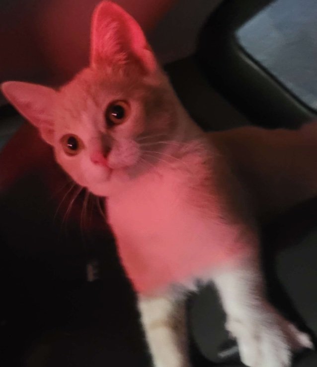 zeoxeoss's profile picture. 