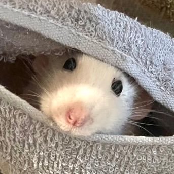 artrat_sore's profile picture. 齧歯目、歯、レモン、エビ、パン、マスコット大好き https://t.co/rI3I3joyEQ ✍V▶︎@furraridriver 🍒🏁 @SPQRobi 🏛️🌿画集『PYECUTS』https://t.co/eiuXgxYwIk AI学習×