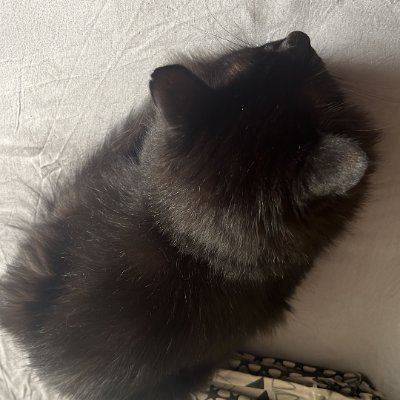 uiiaiuiiaiui's profile picture. 