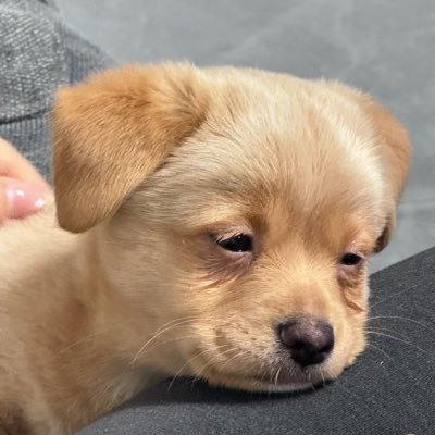 TFourninee's profile picture. 