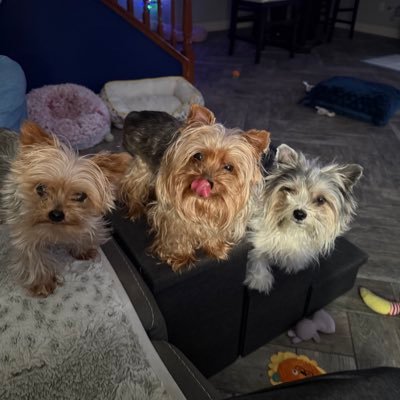 The3Yorkiteers's profile picture. We proudly represent #ChillTent an environment free from bullying. All of us strive for inclusivity, while having the times of our lives. Ruby, Logan & Kato