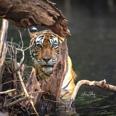 Aruiya3's profile picture. Pursuing photography for happiness !! He/Him 📷😃 #SonyAlpha #Samsung