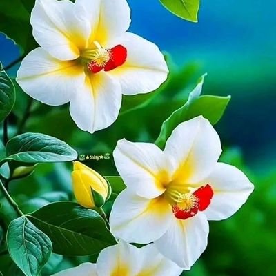 Chandra13417874's profile picture. 