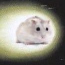 WomanChuddette's profile picture. squeek squeak