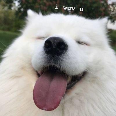 KimOk63784115's profile picture. I luv หมาเด๋กก