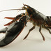 Bell's Fishmongers (@bellsfishmonger) Twitter profile photo