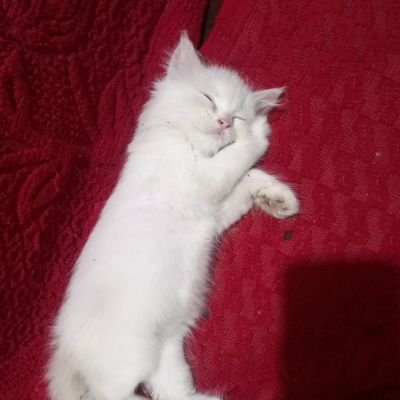 Mathewbinu70938's profile picture. 