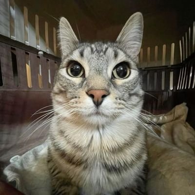 Flixalpha's profile picture. 