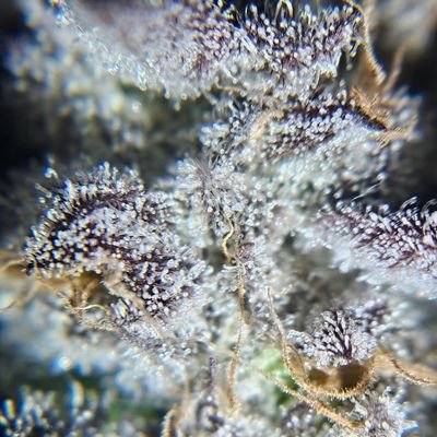 trichome_chubbs's profile picture. Ameatur Grower