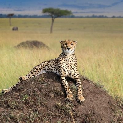 AmazingAfrica_'s profile picture. Tweets about Aviation, Business, History, Politics, Sports & Technology.