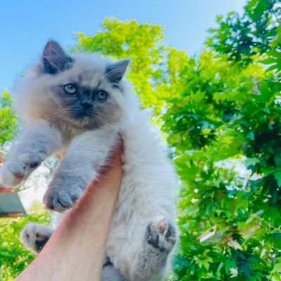 romee919's profile picture. spread love 
Be peaceful,  obey the law, respect everyone; but if someone puts his hand on you, send him to the cemetery..

A soul in search of ALLAH' mercy