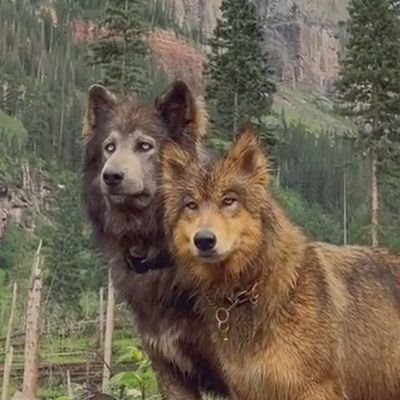 testnet1003's profile picture. dev by night