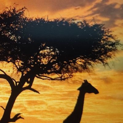 kolhesatis's profile picture. 