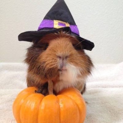 team_ktw1z's profile picture. 🧙🏻‍♀️KT WIZ