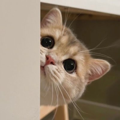 acenrott's profile picture. 