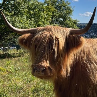 rosealb_'s profile picture. Free 🇵🇸🇨🇩🇳🇨🇸🇩 Alea Jacta Est