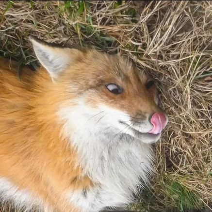 neigefoxdraws's profile picture. He/Him {🦊} Red Fox furry {🦊} 20 / gay / French 🥖/ taken, hot twink, may be suggestive
https://t.co/yVvqrjRHEM
https://t.co/DWqDzjMxdH