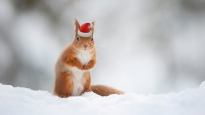 philemon3127's profile picture. Englishman 🏴󠁧󠁢󠁥󠁮󠁧󠁿, National Distributist ✝️