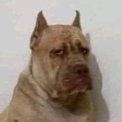 onurBrunismo's profile picture. Sou hipócrita e bravateiro. Fui para o Céu, mas o meu lugar é na quinta série do inferno X/Twitter. Amém e Deus abençoe