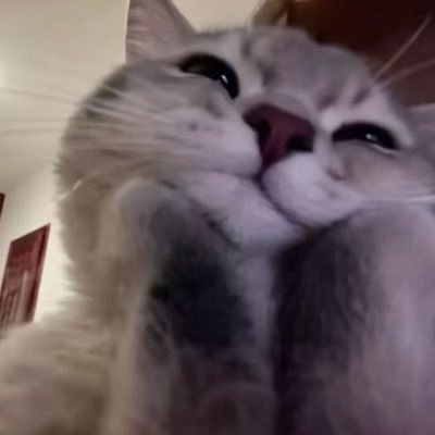 mldvls's profile picture. 🇩🇿