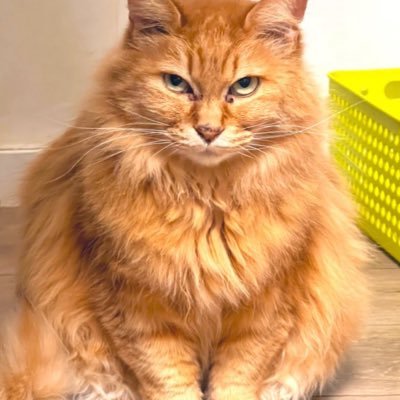 anosasaoka's profile picture. 保護猫と暮らす元漫画家兼元イラストレーターでとある会社の偉い人。眼球使用困難症で時々白杖。いずれ伝説になる数多の女。