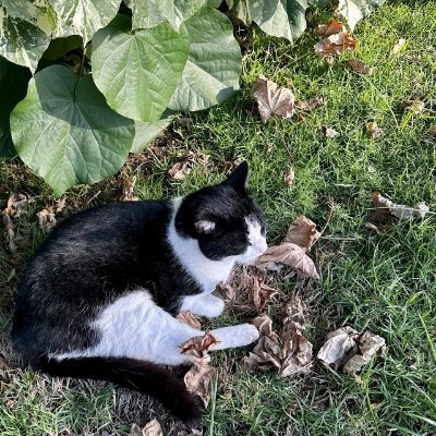 xurshin's profile picture. aimer for @aimTSK @emoAimers @aimpilld
VT Master S5, TSK adv comp, aimerz+ precise aco comp