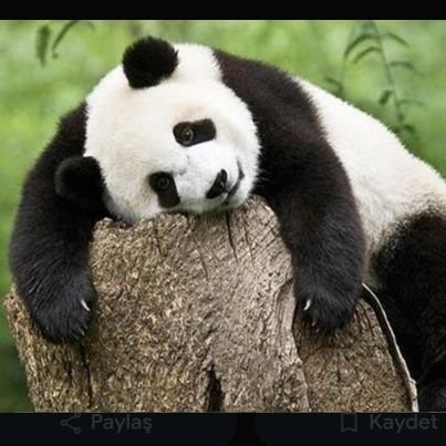 Songulkyya_'s profile picture. 