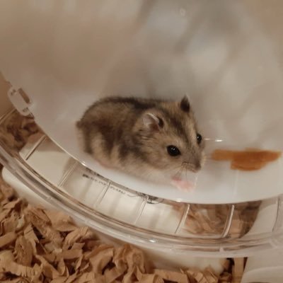 akibaoooooo's profile picture. 