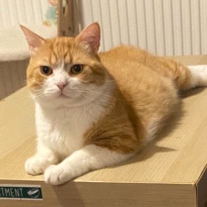 benceolmeli's profile picture. aşık ve kötü biriyim