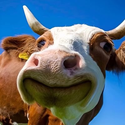 ly9999998's profile picture. 牛