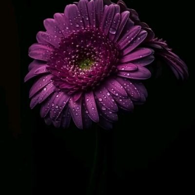 fafi64629's profile picture. 