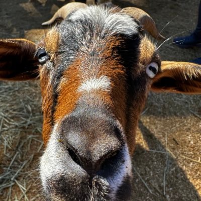 Limon_Jello's profile picture. Believer. Dawgs. Braves. United. Wannabe Chef. Crab Rangoon Enthusiast. Nacho Connoisseur. Tequila snob. Married. Dad to 3. Grandpa. Pure blood.