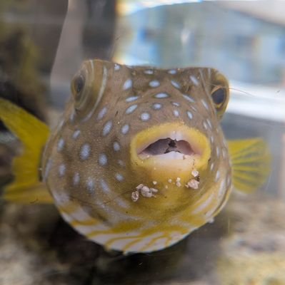 aft0gm's profile picture. 